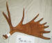 MA-BC-01 MOOSE ANTLER