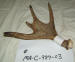 MA-C-989-03 MOOSE ANTLER
