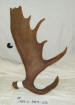 MA-C-989-05 MOOSE ANTLER