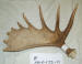 MA-D-173-01 MOOSE ANTLER