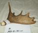 MA-D-181-01 MOOSE ANTLER
