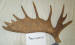 MA-D-208-03 MOOSE ANTLER