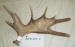 MA-D-254-02 MOOSE ANTLER