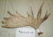 MA-D-254-05 MOOSE ANTLER