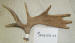 MA-D-254-06 MOOSE ANTLER