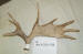 MA-D-254-08 MOOSE ANTLER