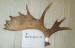 MA-D-360-01 MOOSE ANTLER