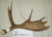 MA-D-500-01 MOOSE ANTLER