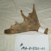MA-D-550-01 MOOSE ANTLER