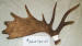 MA-D-734-04 MOOSE ANTLER