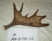 MA-D-990-02 MOOSE ANTLER