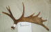 MA-E-071-01 MOOSE ANTLER