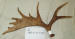 MA-E-071-02 MOOSE ANTLER