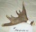 MA-E-074-01 MOOSE ANTLER