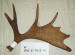 MA-E-463-01 MOOSE ANTLER