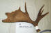 MA-E-463-02 MOOSE ANTLER