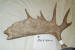 MA-E-504-01 MOOSE ANTLER