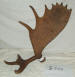 MA-E-540-01 MOOSE ANTLER