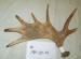 MA-00-03 MOOSE ANTLER
