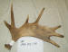 MA-00-04 MOOSE ANTLER