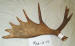 MA-SH-05 MOOSE ANTLER