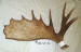 MA-SH-06 MOOSE ANTLER