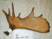 MA-SH-08 MOOSE ANTLER