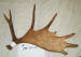 MA-SH-09 MOOSE ANTLER