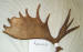 MA-SH-13 MOOSE ANTLER