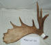 MA-SH-20 MOOSE ANTLER