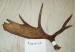 MA-SH-28 MOOSE ANTLER