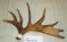 MA-SH-29 MOOSE ANTLER