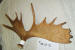 MA-SH-31 MOOSE ANTLER