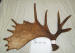 MA-SH-34 MOOSE ANTLER