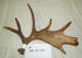 MA-SH-35 MOOSE ANTLERS