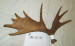 MA-SH-37 MOOSE ANTLER