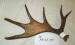 MA-SH-39 MOOSE ANTLER