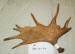 MA-SH-40 MOOSE ANTLER