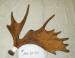 MA-SH-41 MOOSE ANTLER