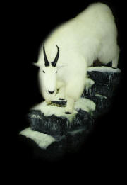 PG-RECORD-GOAT-ON ROCK