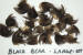 LARGE BLACK BEAR CLAWS